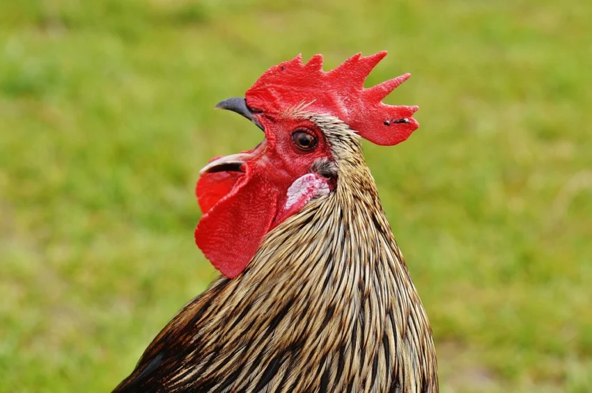 Chicken. Free public domain CC0