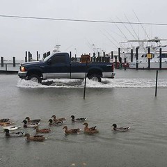 Flooded Roadway at the Wachapreauge, Va. Marina